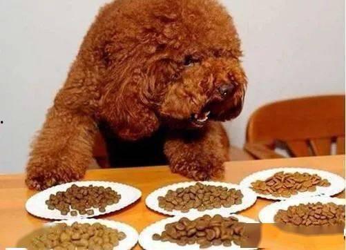 泰王西拉米最新爆料喂狗,揭秘王室喂狗背后的惊人真相！